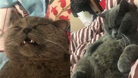 （圖／翻攝自微博）中國,寵物旅館,貓,絕育,發情