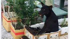 泡泥土澡！黑汪坐盆栽「看鏡頭燦笑」　網笑：要被阿嬤打了（圖／翻攝自爆廢公社）