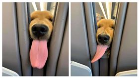 搭飛機,零食,吃貨,黃金獵犬,變形（翻攝自／Hugo and Ursula臉書）