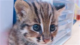 苗栗縣,小石虎,蹤跡,收錄聲音,團聚(圖/翻攝照片)中央社