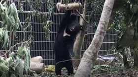 利稻小熊,臺東林管處提供