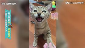 ▲握手時還會萌萌地叫一聲。（圖／網友 莊譽葦 授權）