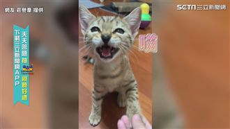 乖喵坐下握手超配合　主人懷疑養到狗