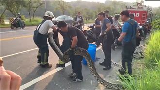 除草驚見6米巨蟒　消防員徒手捕捉
