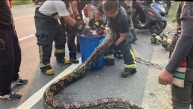 澄清湖,蟒蛇,棄養,消防員(翻攝自台灣新聞記者聯盟資訊平台)