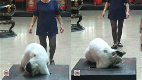 廟方驚見香油錢「小偷」！白喵全力伸手狂撈　網：有博杯過（圖／翻攝自三重義天宮）