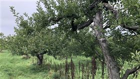 美國一處果園5萬顆蘋果離奇消失（圖／翻攝自Brooke O’Daniel WSBT推特、CBS Chicago YouTube）