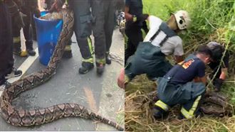 割草驚見巨蟒！人蟒苦戰50秒畫面曝