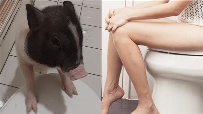 上廁所萌寵來撒嬌　下秒一撮髮菜被吃