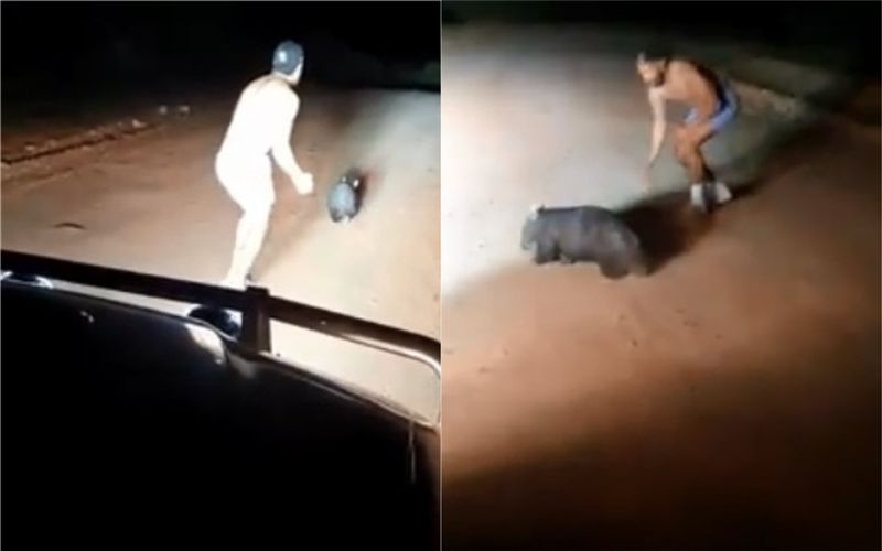 警持石頭砸死無辜袋熊！殘忍影片曝光