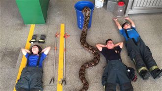 大戰50秒！勇消開箱「澄清湖巨蟒」