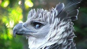 角鵰,哈佩鵰,哈比鷹,南美洲,亞馬遜叢林。(圖/翻攝自推特)