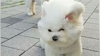 風太大了啦！傻汪上演真實版逆風高飛