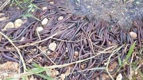 泰國那空拍濃府（Nakhon Phanom）一處河岸邊出現蚯蚓大軍（圖／翻攝自泰國網微博）