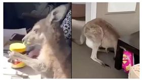 在坎培拉有一名屋主（Lisel Hussey）親眼目睹一隻母袋鼠闖進家裡試圖竊取邪惡神醬「維吉麥」（Vegemite）和一包鹽醋口味洋芋片，屋主拍下這經典的一幕，眾人全看傻了眼，「還以為自己在作夢」。（圖／翻攝自LAD BIBLE）