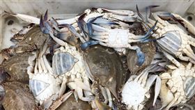 馬祖,入秋季節,定置網,最佳捕魚時機,收獲滿滿(圖/北竿漁民提供)中央社