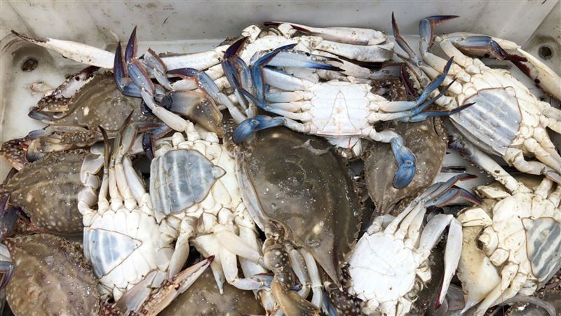入秋季節　馬祖定置網漁獲滿滿
