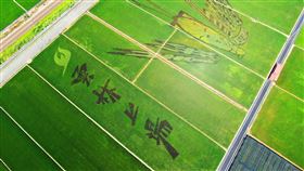 雲林縣,雙十國慶,與偶同行,看彩繪田,看布袋戲(圖/斗南鎮農會提供)中央社