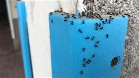 琉璃蟻害肆虐　立委促專案防治（2）苗栗縣西湖鄉近年深受雙疣琉璃蟻困擾，肆虐範圍由龍洞、五湖村，擴散至三湖、四湖等村，國民黨籍立委陳超明4日邀集農委會防檢局、環保署及苗栗縣政府等單位會勘，力促中央成立專案小組防治。中央社記者管瑞平攝　108年10月4日