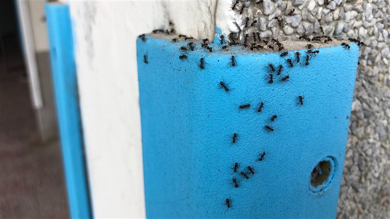 蟲蟲危機！「琉璃蟻」大軍入侵苗栗