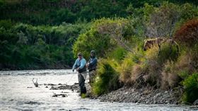 棕熊,攝影師,拍攝,攻擊,襲擊,釣魚,垂釣,鮭魚,休閒活動,閃光燈,警示,學習　圖／翻攝自Robert Hawthorne臉書
