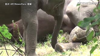 母象疑遭毒死　小象伴屍不願走惹心疼