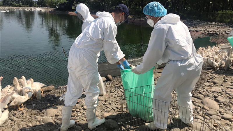 H5N5出現第2例　清除時程往後延