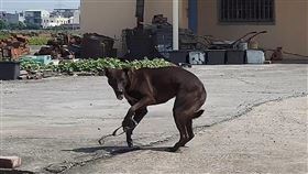 流浪犬遭捕獸夾夾住（1）高雄興達港附近民眾通報經常於深夜傳出鐵鍊聲，經台灣動物緊急救援小組追查，原來是一隻黑色流浪犬遭捕獸夾夾住傳出的拖地鐵鍊聲，5日帶回市區動物醫院急救。（台灣動物緊急救援小組提供）中央社記者陳朝福傳真  108年10月5日