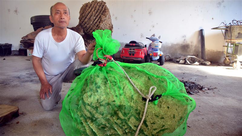 太神啦！兇猛黑尾虎頭蜂窩他一個人摘