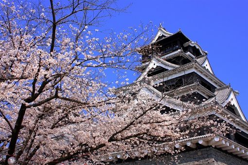 ▲熊本城為日本九州賞櫻名所（圖／shutterstock.com）