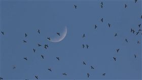 墾丁過境赤腹鷹突破25萬（1）墾丁國家公園管理處表示，今年赤腹鷹過境墾丁盛況，截至4日已記錄到25萬2932隻，數量突破31年來的調查紀錄。（墾管處提供）中央社　108年10月5日