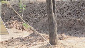 豹,動物,攝影,推特,隱匿,泥土,崩潰,眼力,考驗, 圖／翻攝自Bella Lack推特