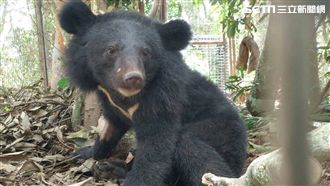 又工讀生？台灣黑熊健檢萌像「玩偶」