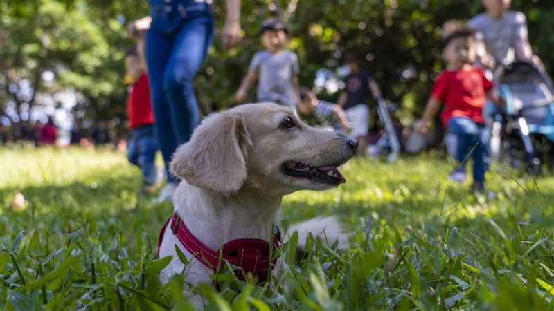 國慶連假寵物同樂！這景點讓毛孩樂翻