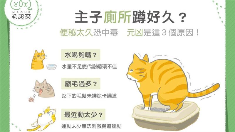 主子廁所蹲好久？這原因是便秘元凶！