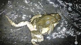 奧萬大森林遊樂區，竟然上演著公蟾蜍正面強襲的戲碼，超級爆笑。（圖／翻攝自奧萬大情報站臉書）