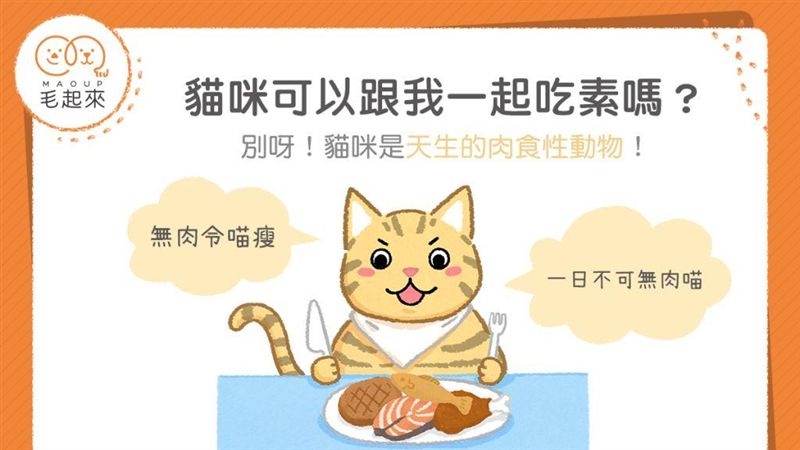 貓咪可吃素嗎？貓咪是天生肉食性動物