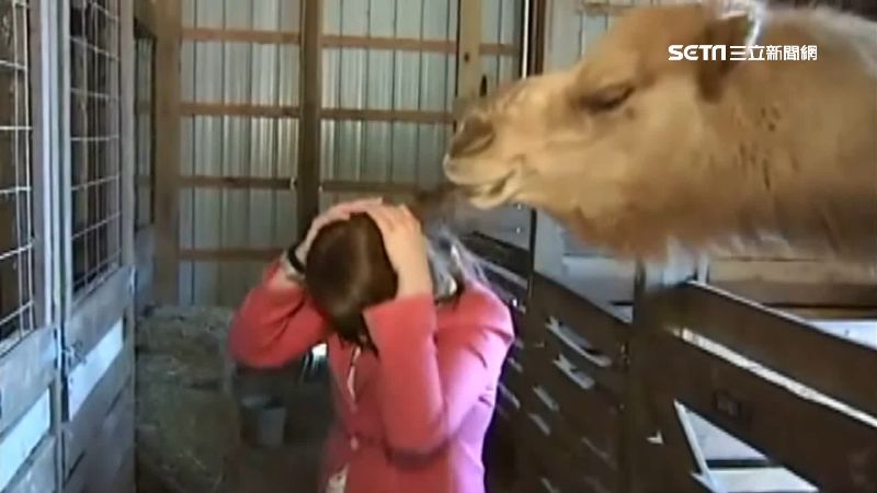 動物亂入記者連線　直播糗態全球放送