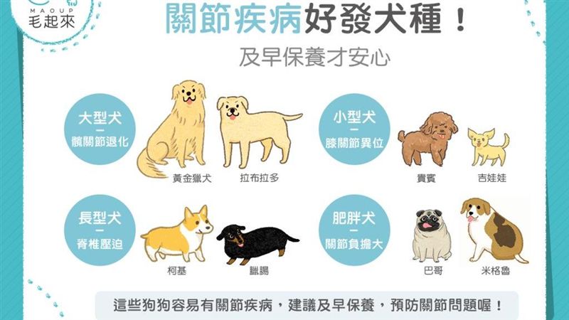 關節保養要趁早！這四種狗狗要注意！