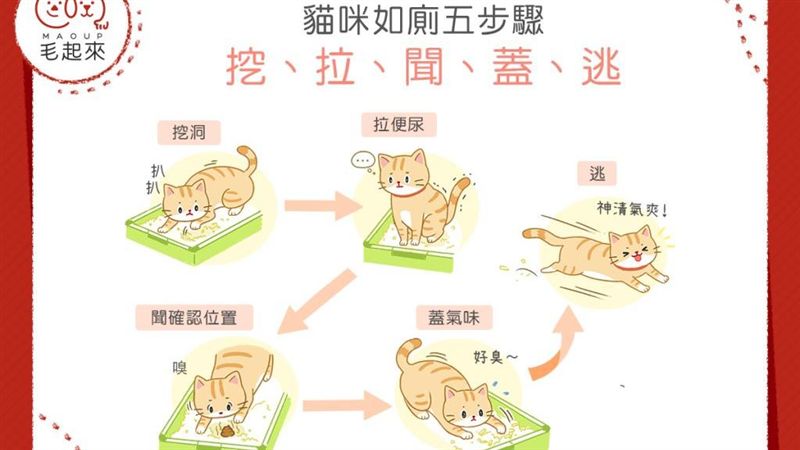 貓咪如廁五步驟！挖、拉、聞、蓋、逃