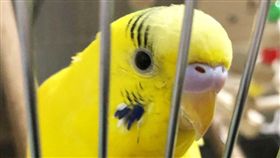 鸚鵡之所以能夠模仿人類的聲音，是因為牠們也有類似「聲帶」的構造，而牠們的學習能力很強，所以可以學人說話！日本網友在推特上發布了一則影片，只見影片中的長尾小鸚鵡在家閒晃時，發現了主人在家裡安置的鏡頭鏡頭，沒想到這隻鸚鵡竟然開始對鏡頭唱起歌，有一段畫面甚至被網友說很像在唱「Rap」！（圖／翻攝自okakaricho Twitter）