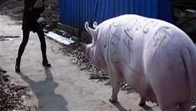 （圖／翻攝自微博）中國,非洲豬瘟,巨豬