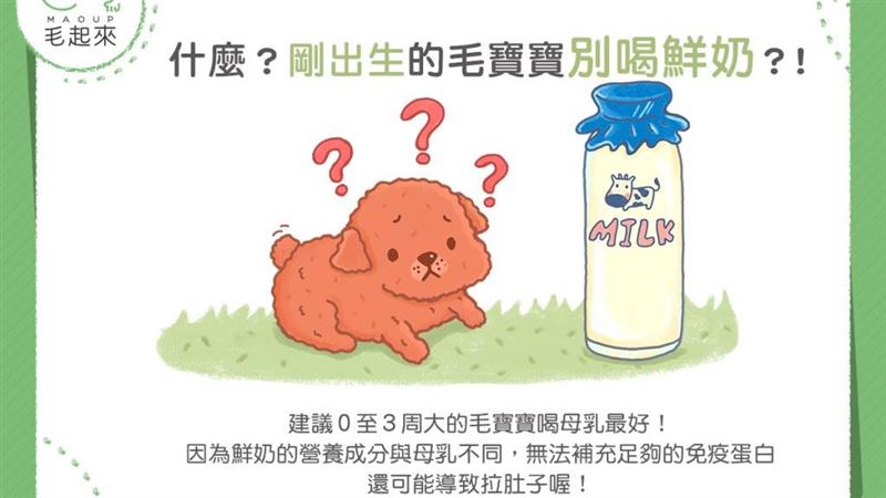 什麼！新生毛寶寶別喝鮮奶？