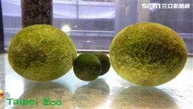 毬藻（木柵動物園提供）