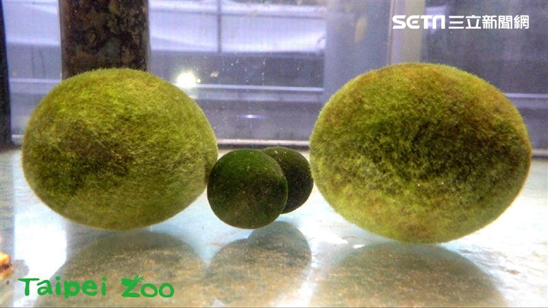 台日友好！我動物園獲贈「湖中寶石」