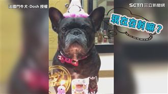 弟弟唱歌幫慶生　鬥牛犬表情超嚴肅