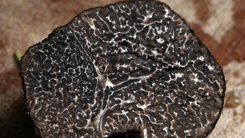 他納悶松露好吃嗎？網戰翻：像雙氧水