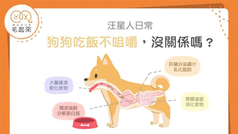 狗狗吃飯不咀嚼　沒關係嗎？