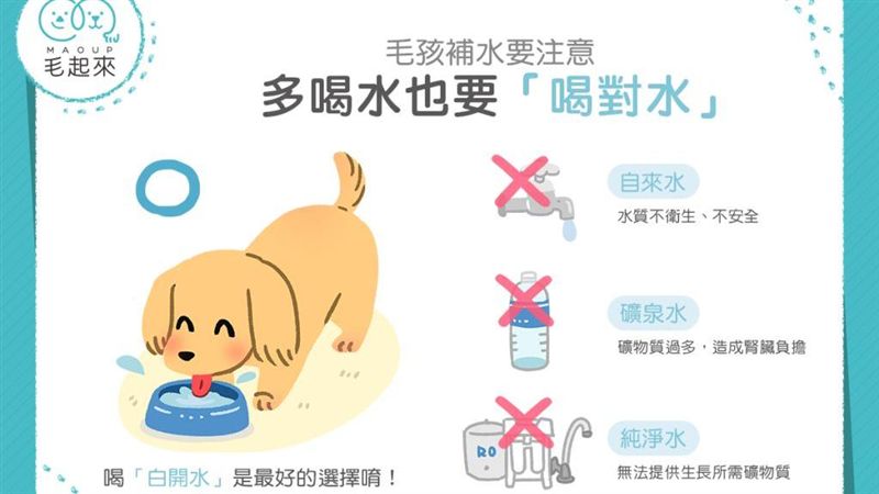 毛孩補水要注意！多喝水也要喝對水！
