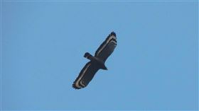 嘉義觸口自然教育中心　大冠鷲空中盤旋嘉義縣觸口自然教育中心園區常見大冠鷲在空中盤旋，大冠鷲展翅時，白色橫帶是重要特徵。（嘉義林管處提供）中央社記者蔡智明傳真　108年10月8日